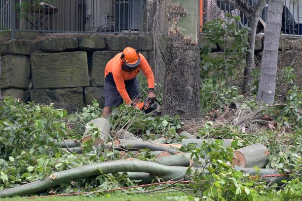 Why Choose Our Tree Removal Services in Fredericksburg, VA?